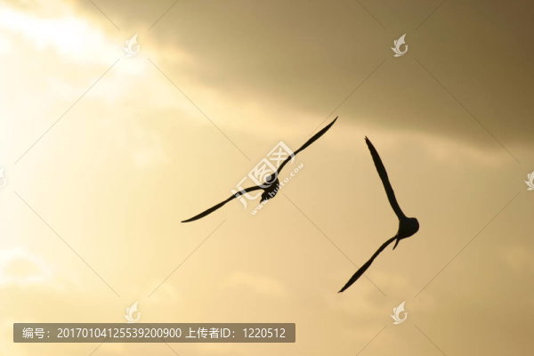 海鳥(niǎo)-匯圖網(wǎng) www.fosd68.com 海鳥(niǎo)