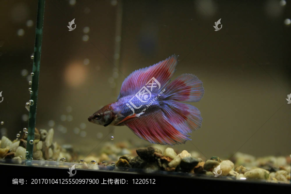 藍(lán)斗魚(yú)