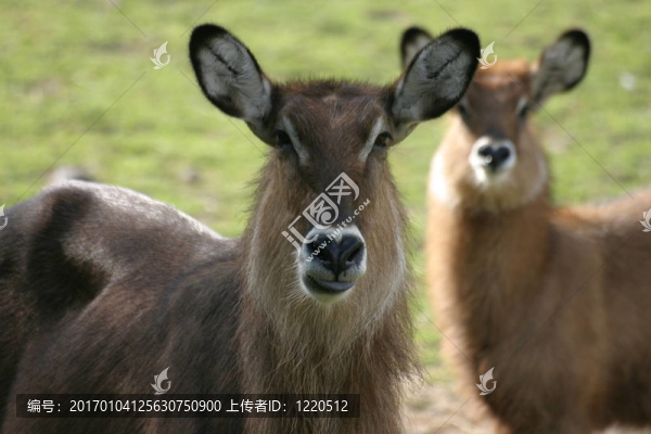 羚羊