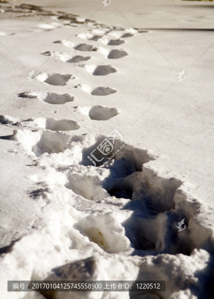 腳步在雪中