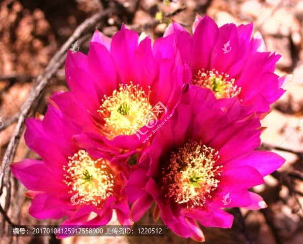 仙人掌花