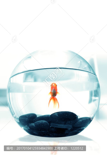 金魚