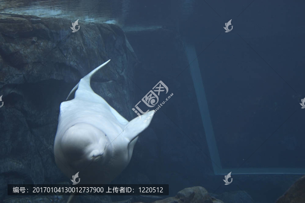 白鯨