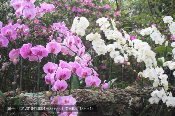 蘭花