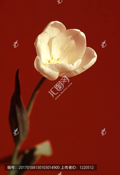 花系列