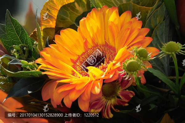 橙梔子葉
