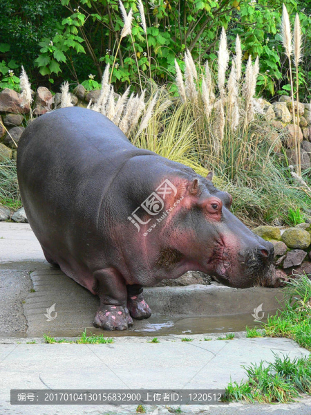 尼羅河河馬-匯圖網(wǎng) www.fosd68.com 尼羅河河馬