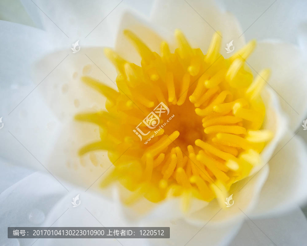 花的心