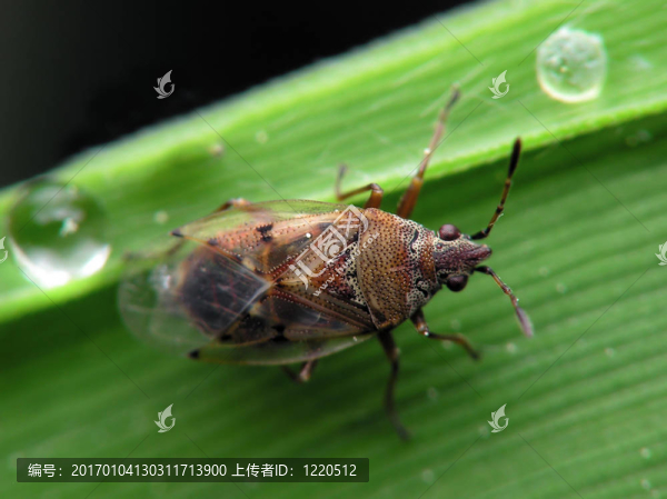 小bug