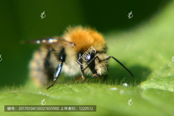 大黃蜂
