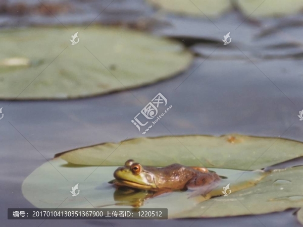 莉莉墊上的青蛙