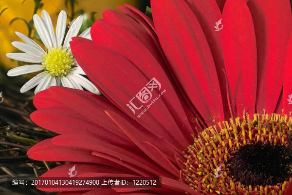 紅梔子和天