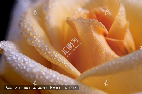 水滴的玫瑰