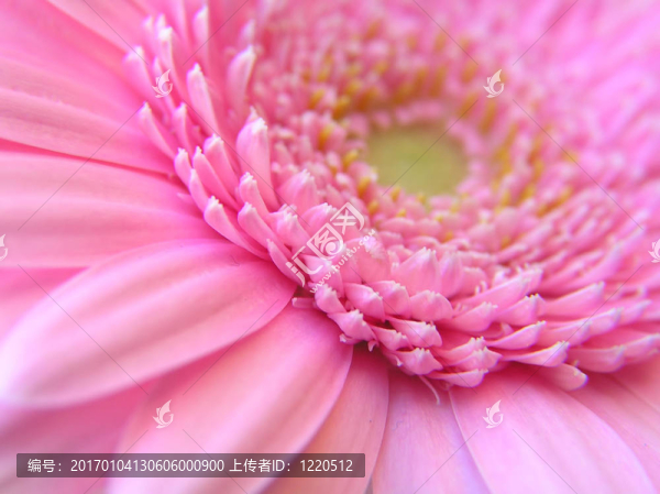 粉色非洲菊