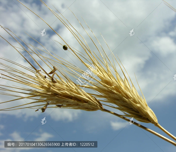 小麥