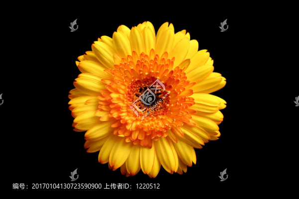 橙黃色的太陽在黑色的