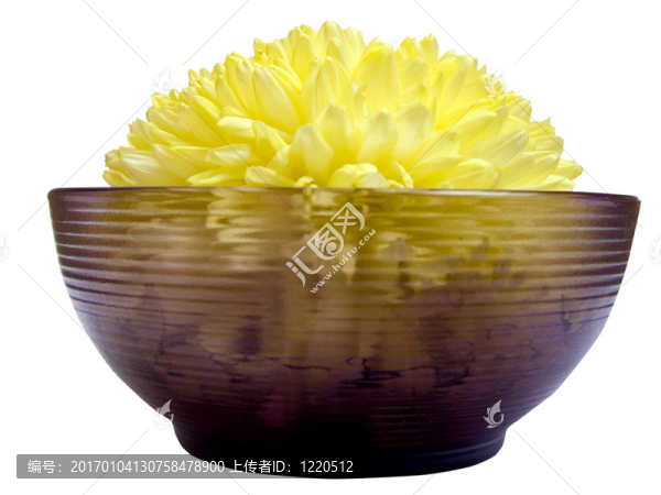 菊花5