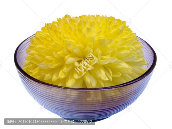 菊花6