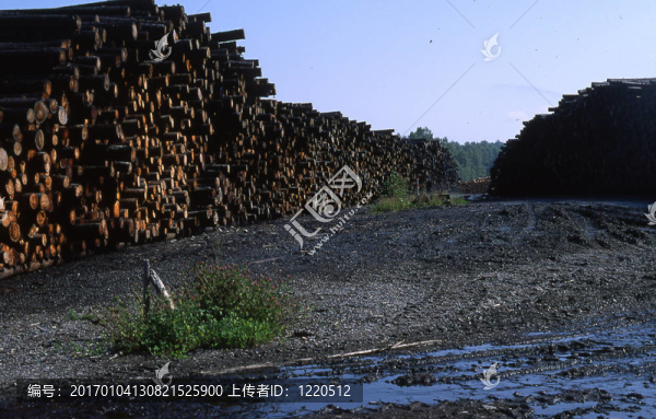 木材-匯圖網(wǎng) www.fosd68.com 木材