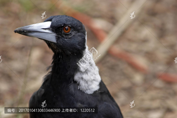 喜鵲