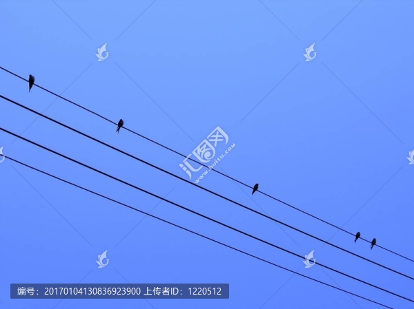 電線上的鳥