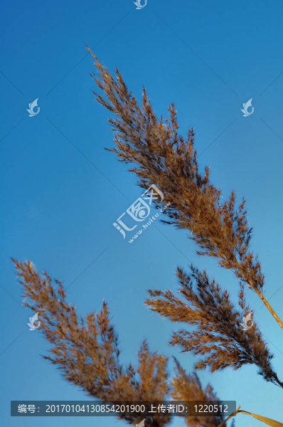 藍天上的蘆葦