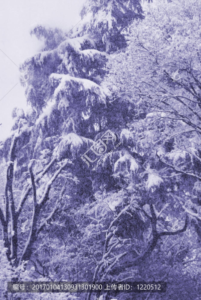 森林的雪