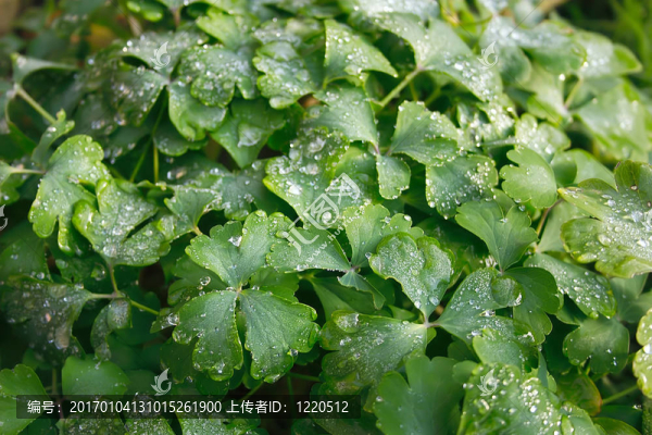 霜的葉子