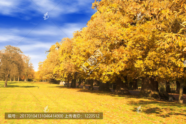 格林尼治公園的秋天樹