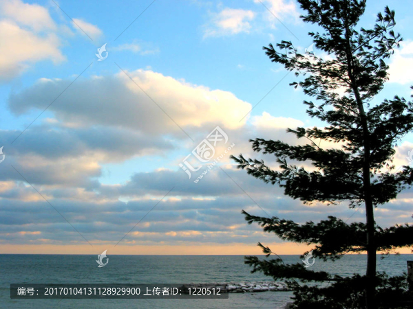 松樹；大海；天空和日落