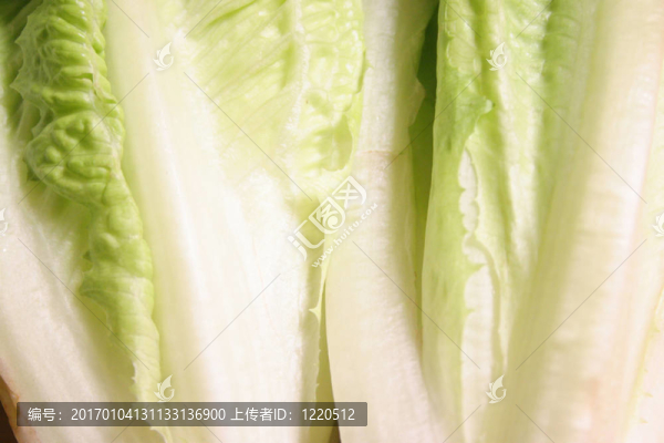 長(zhǎng)葉萵苣-匯圖網(wǎng) www.fosd68.com 長(zhǎng)葉萵苣