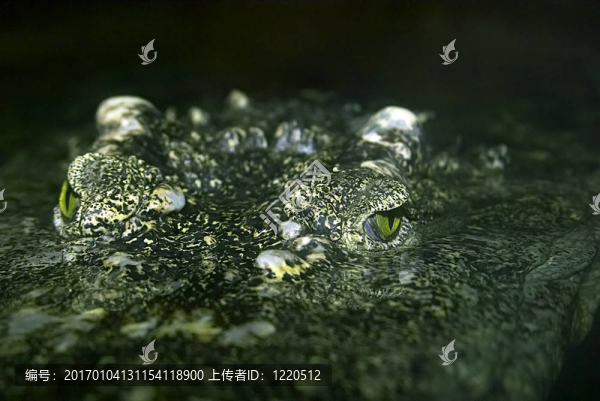 鱷魚