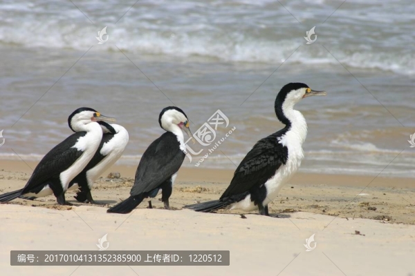 鸕鶿在沙灘上