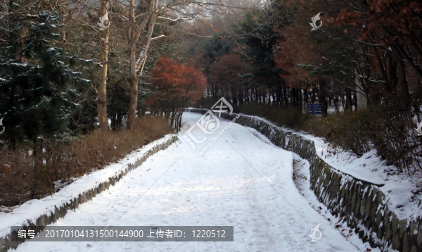 冬天的路徑