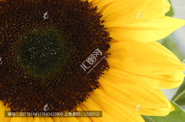 太陽花。