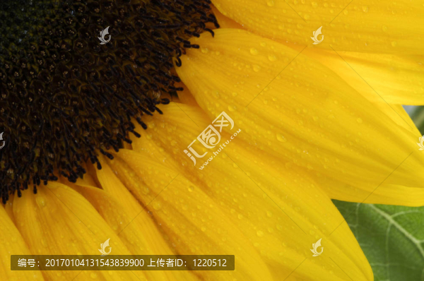 太陽花。