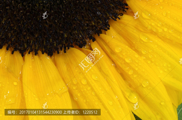 太陽花。