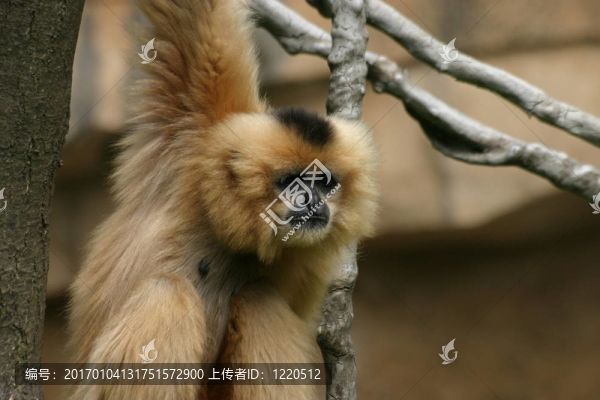 長臂猿