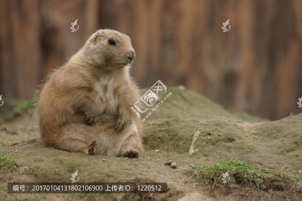 草原犬鼠