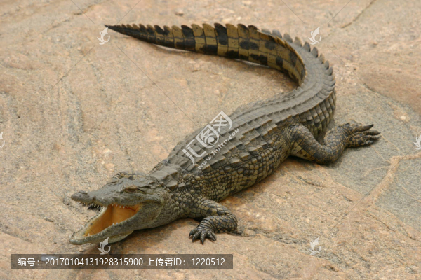 鱷魚
