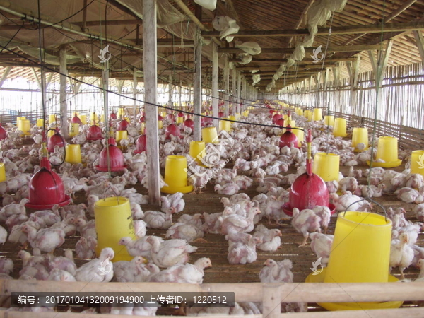 養(yǎng)雞場(chǎng)java-匯圖網(wǎng) www.fosd68.com 養(yǎng)雞場(chǎng)java