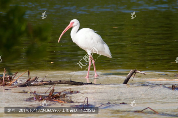 羽毛輪廓-匯圖網(wǎng) www.fosd68.com 羽毛輪廓