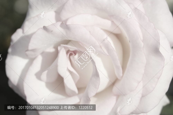白玫瑰
