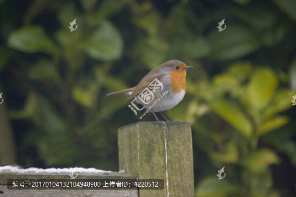 在雪中的鳥