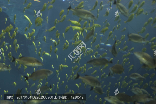 海的魚