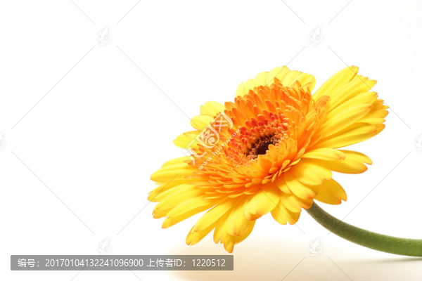 黃橙色的非洲菊