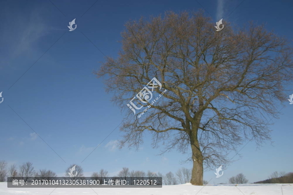 山毛櫸在雪
