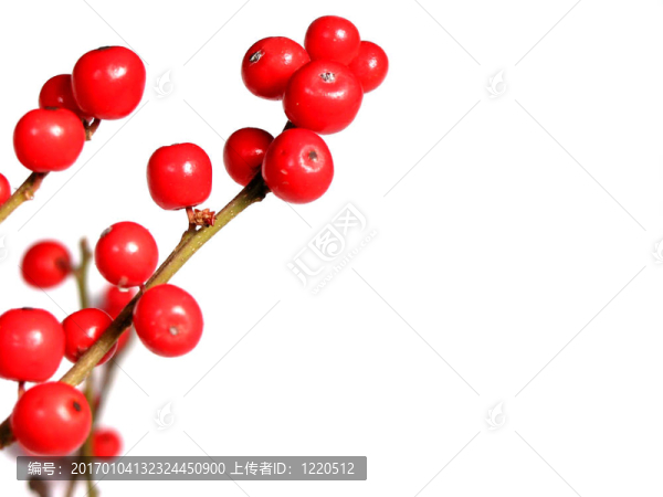 紅色的圣誕漿果白色
