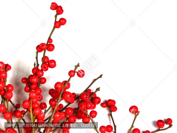 紅色的圣誕漿果在白色的1