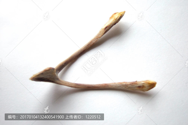 wishbone2